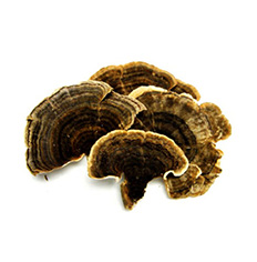 dried turkeytail mushrooms