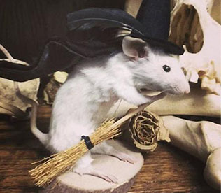 taxidermied mouse